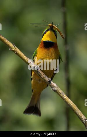 Little bee-eater holds dragonfly on diagonal branch Stock Photo