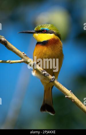Little bee-eater on diagonal branch turning head Stock Photo