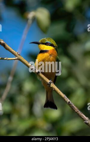 Little bee-eater on thin branch watches camera Stock Photo