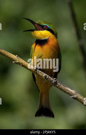 Little bee-eater on diagonal branch opens beak Stock Photo