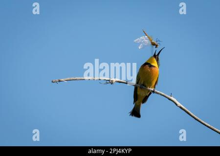 Little bee-eater on thin branch tosses dragonfly Stock Photo