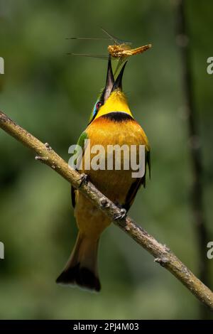 Little bee-eater on diagonal branch tossing dragonfly Stock Photo