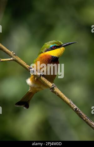 Little bee-eater on thin twig with catchlight Stock Photo