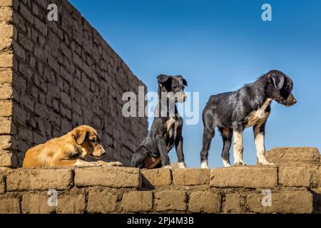 Three cute stray dog puppies on a wall in the Edfu temple, Egypt Stock Photo