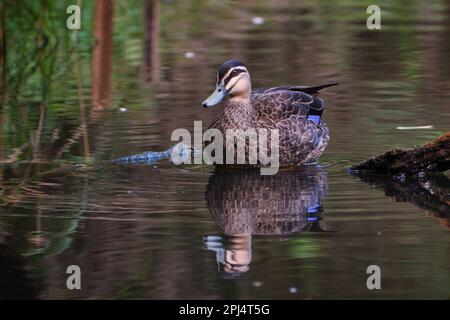 Pacific Black Duck Stock Photo