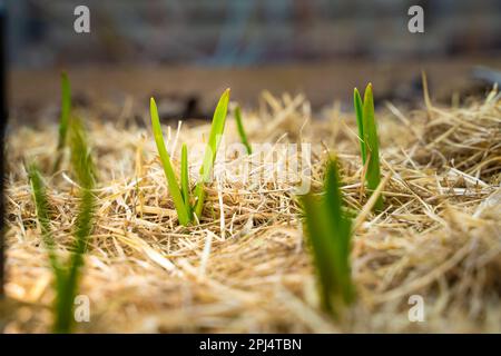 The first garlic sprouts sprouted through the mulch in the garden bed ...