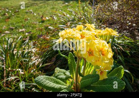Primula x polyantha flowering in Pruhonice, Czech Republic on March 22, 2023.  (CTK Photo/Libor Sojka) Stock Photo
