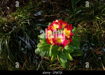 Primula x polyantha flowering in Pruhonice, Czech Republic on March 28, 2023.  (CTK Photo/Libor Sojka) Stock Photo