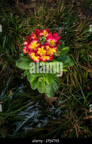 Primula x polyantha flowering in Pruhonice, Czech Republic on March 28, 2023.  (CTK Photo/Libor Sojka) Stock Photo