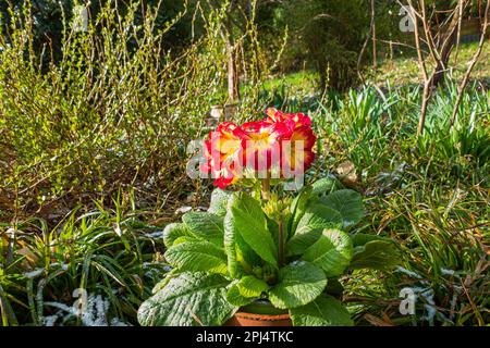Primula x polyantha flowering in Pruhonice, Czech Republic on March 28, 2023.  (CTK Photo/Libor Sojka) Stock Photo
