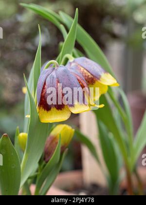 The chocolate and yellow up turned bell flowers of Fritillaria uva-vulpis Stock Photo