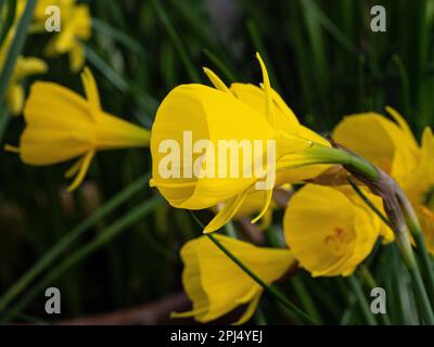 The deep yellow trumpets of the miniature daffodil Narcissus obesus Stock Photo