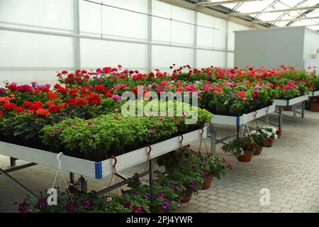 Different beautiful blooming potted plants in garden center Stock Photo
