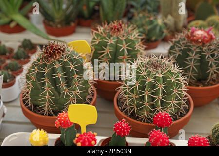 Many different cacti in pots on table Stock Photo