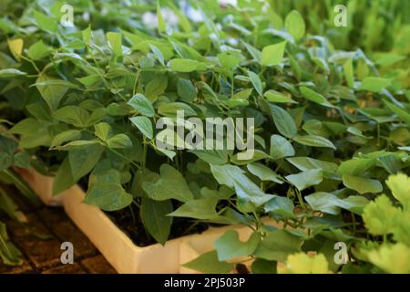 Beautiful bean seedlings in tray on table Stock Photo