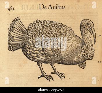 Wild turkey, Meleagris gallopavo. De Meleagride, poulle d'Inde, Indianisch Weischhun, kok of Inde, gallina d'India, pavon de las Indias. Woodcut engraving after an illustration by Lucas Schan and Conrad Gessner from Conrad Gessner’s Historiae Animalium, De avium natura, (Natural history of animals: birds), Frankfurt, Wechel for Cambier, 1585. Stock Photo