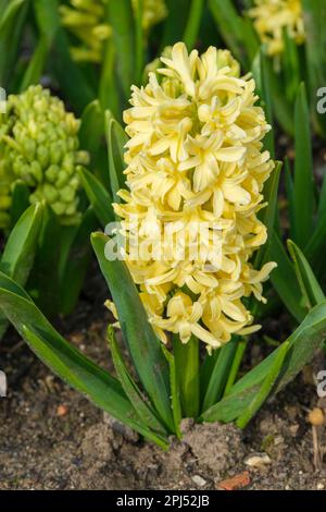 Hyacinthus Bon Bini, Hyacinthus orientalis Bon Bini, yellow hyacinth Stock Photo