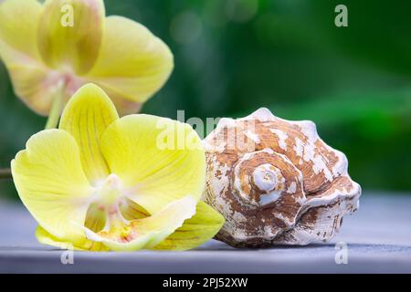 Lemon orchid with white shell behind green blurred background of palm leaves. The concept of vacation, travel, beach, spa, holidays in tropical countr Stock Photo