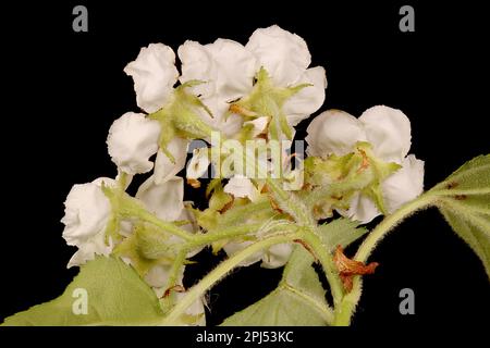 Hairy Cockspurthorn (Crataegus submollis). Inflorescence Closeup Stock Photo