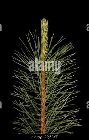 Mountain Pine (Pinus mugo). Long Shoot Closeup Stock Photo