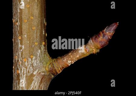 Thicket Shadbush (Amelanchier x spicata). Brachyblast Closeup Stock Photo