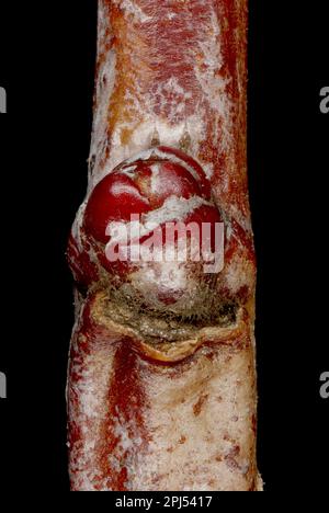 Hairy Cockspurthorn (Crataegus submollis). Lateral Bud Closeup Stock Photo