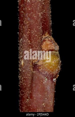 Alder Buckthorn (Frangula alnus). Lateral Bud Closeup Stock Photo