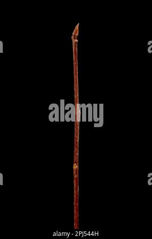 Alder Buckthorn (Frangula alnus). Wintering Twig Closeup Stock Photo