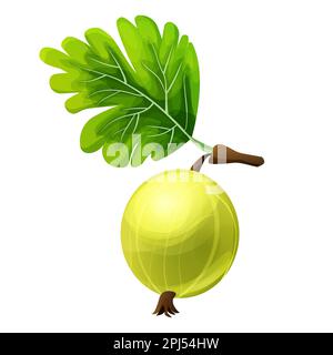 Gooseberry juicy plant in cartoon style isolated on white background. . Vector illustration Stock Vector