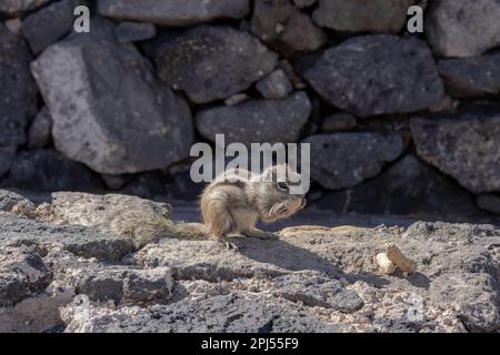 Chipmunk with fluffy tail. Sunny day. Living among the rocks and stones ...