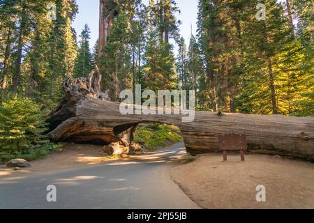 A fallen giant sequoia log forms a tunnel over a paved road through the forest, with a wooden sign beside it, in Sequoia National Park, California. Stock Photo