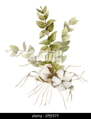 Eucalyptus branch with Cotton balls Flower and dried grass. Hand drawn watercolor botanical illustration on isolated background for greeting cards or wedding invitations. Floral rustic drawing. Stock Photo