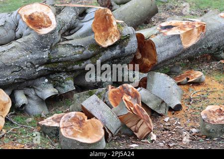 Huge felled tree lying sawn up into sections Stock Photo
