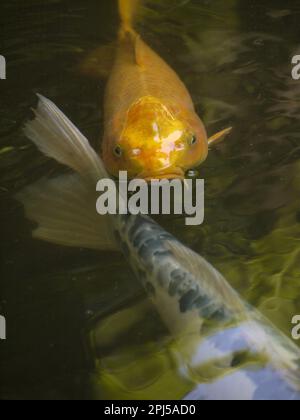 Koi in the Lily Ponds at Huntington Botanical Gardens, San Marino Stock Photo