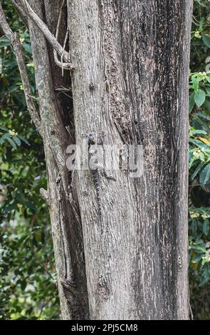 beautiful gray lizard on a tree close-up Stock Photo