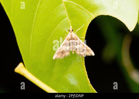 Beet webworm moth, Spoladea recurvalis, Satara, Maharashtra, India Stock Photo