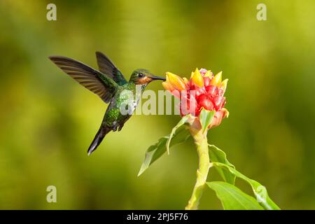 Tropic forest bloom with bird Female hummingbird purple-throated mountaingem, Lampornis calolaemus, with flower in the tropic forest, Talamaca, Costa Stock Photo