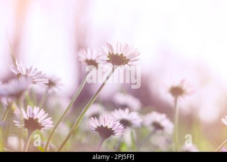 fresh daisies in the field at sunset Stock Photo