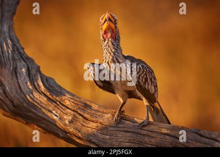 Southern Yellow-billed Hornbill, Tockus leucomelas, bird with big bill in the nature habitat with evening sun, sitting on the branch in Hwange Nationa Stock Photo