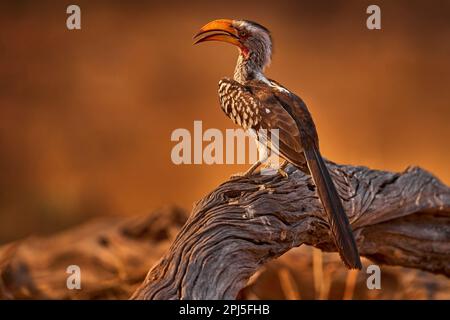 Southern Yellow-billed Hornbill, Tockus leucomelas, bird with big bill in the nature habitat with evening sun, sitting on the branch in Hwange Nationa Stock Photo