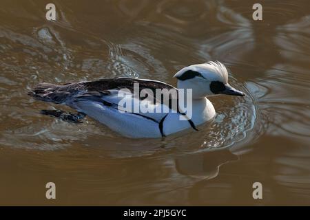 Smew, Mergellus albellus, white black duck in the river water. Bird in the nature habitat, Europe wildlife. Smew in the Germany. Stock Photo