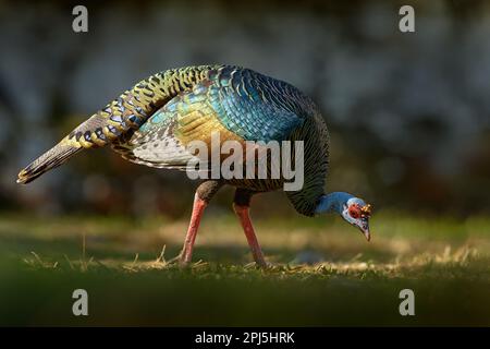 Gutemala nature. Ocellated turkey, Meleagris ocellata, rare bizar bird, Tikal National Park, Gutemala. Wildlife scene from nature. Bird with red wart Stock Photo