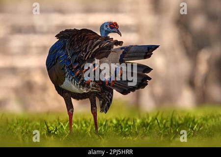 Gutemala nature. Ocellated turkey, Meleagris ocellata, rare bizar bird, Tikal National Park, Gutemala. Wildlife scene from nature. Bird with red wart Stock Photo