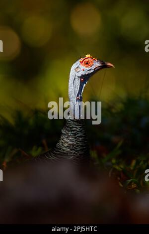 Gutemala nature. Ocellated turkey, Meleagris ocellata, rare bizar bird, Tikal National Park, Gutemala. Wildlife scene from nature. Bird with red wart Stock Photo