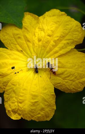 Bee on flower.Flowers rely on bees to cross-pollinate their female plants. Stock Photo