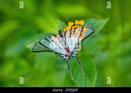 Tropic wildlife. Eurytides epidaus, Mexican Kite-Swallowtail, beautiful butterfly with transparent white wings. Butterfly sitting on yellow flower in Stock Photo