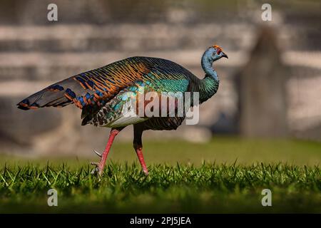 Gutemala nature. Ocellated turkey, Meleagris ocellata, rare bizar bird, Tikal National Park, Gutemala. Wildlife scene from nature. Bird with red wart Stock Photo