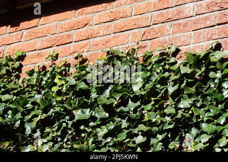 Closeup of ivy (Hedera helix), family Araliaceae on a red brick wall in the sun in the Netherlands in March. Textures, pattern, background. Stock Photo