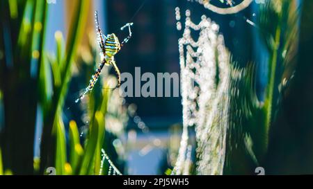 Spider hanging from his spider web Stock Photo