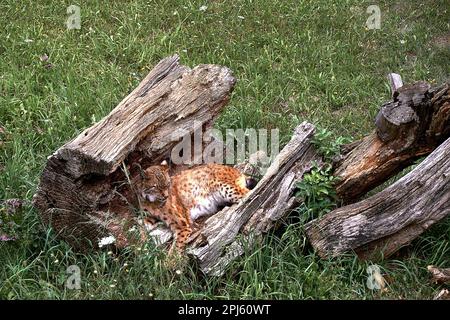 A lone lynx lying on a broken tree trunk, cats, no people, vegetation, green, grass, front view, Stock Photo